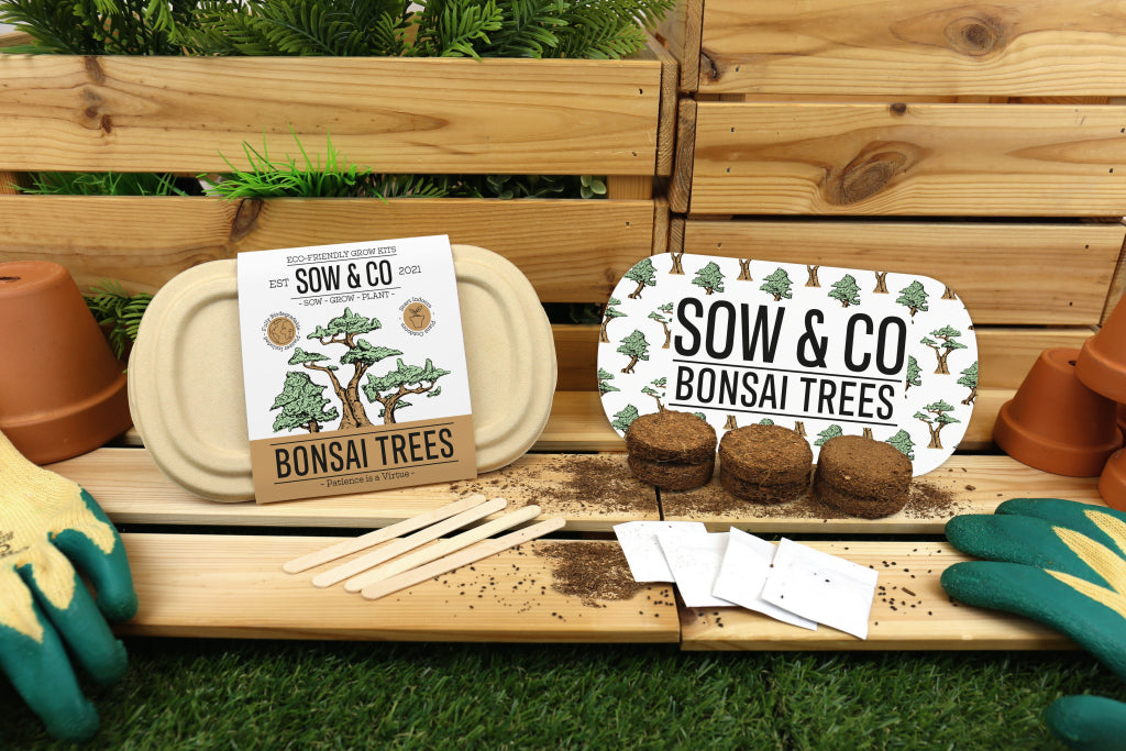 Gift Republic Sow & Co Growing Kit - Bonsai Trees