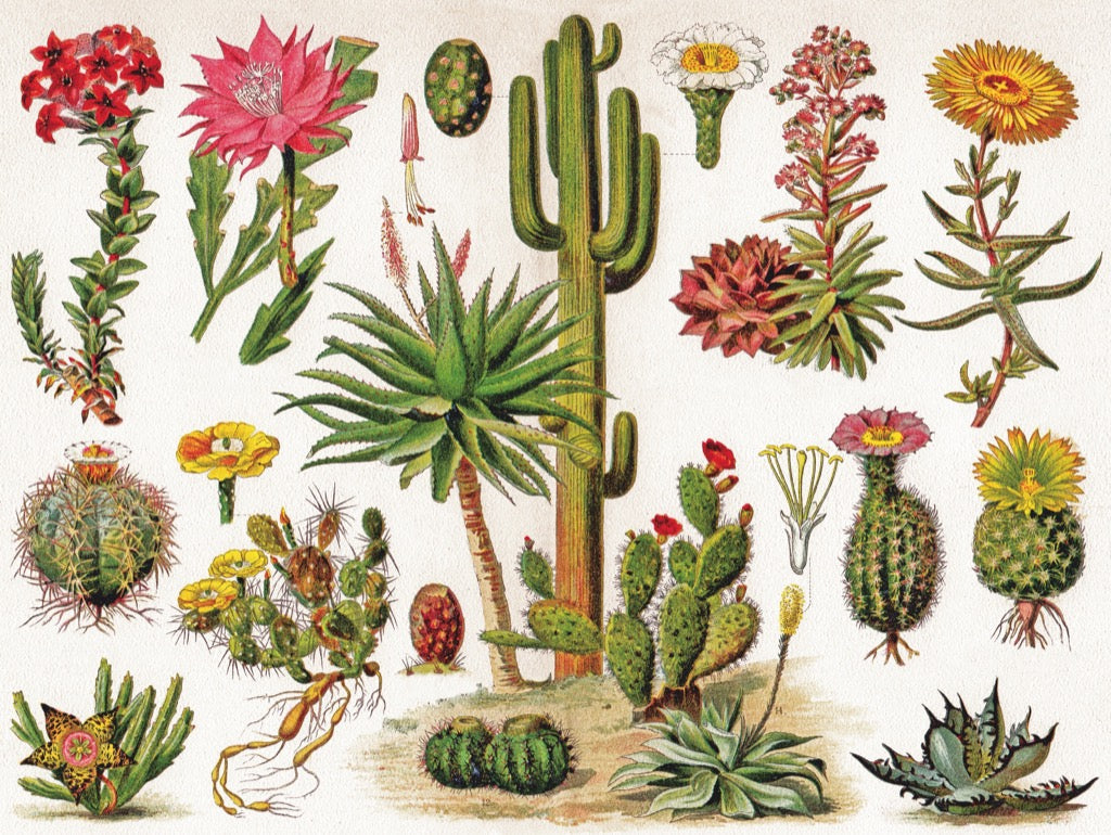 New York Puzzle Company Puzzel Cactussen ~ Cactus - 1000 stukjes