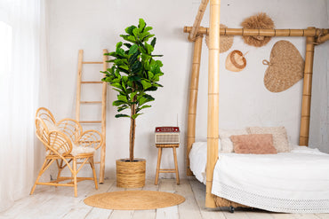 NeverLeafs Vioolbladplant kunstplant 185 cm - Stijlvolle vioolbladplant