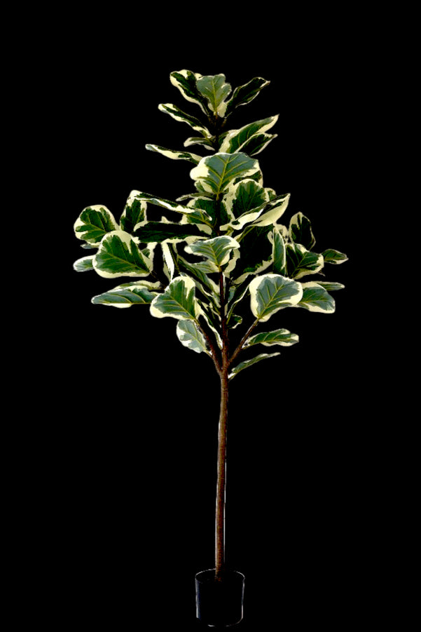 Neverleafs künstliche Ficus Lyrata Deluxe 160 cm