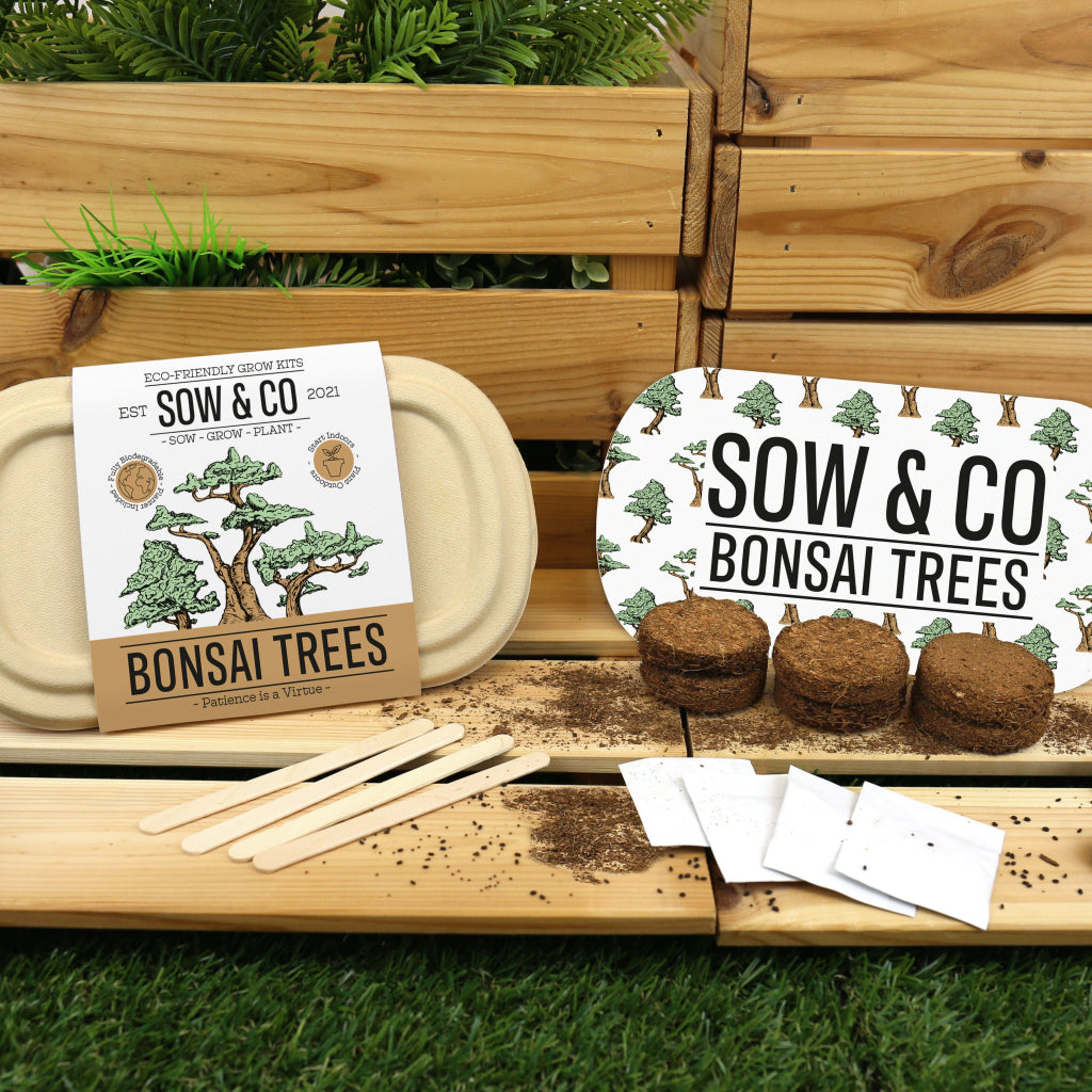 Gift Republic Sow &amp; Co Growing Kit - Bonsai Trees