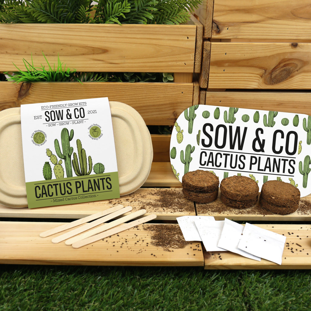 Gift Republic Sow & Co Kweekset - Cactusplanten