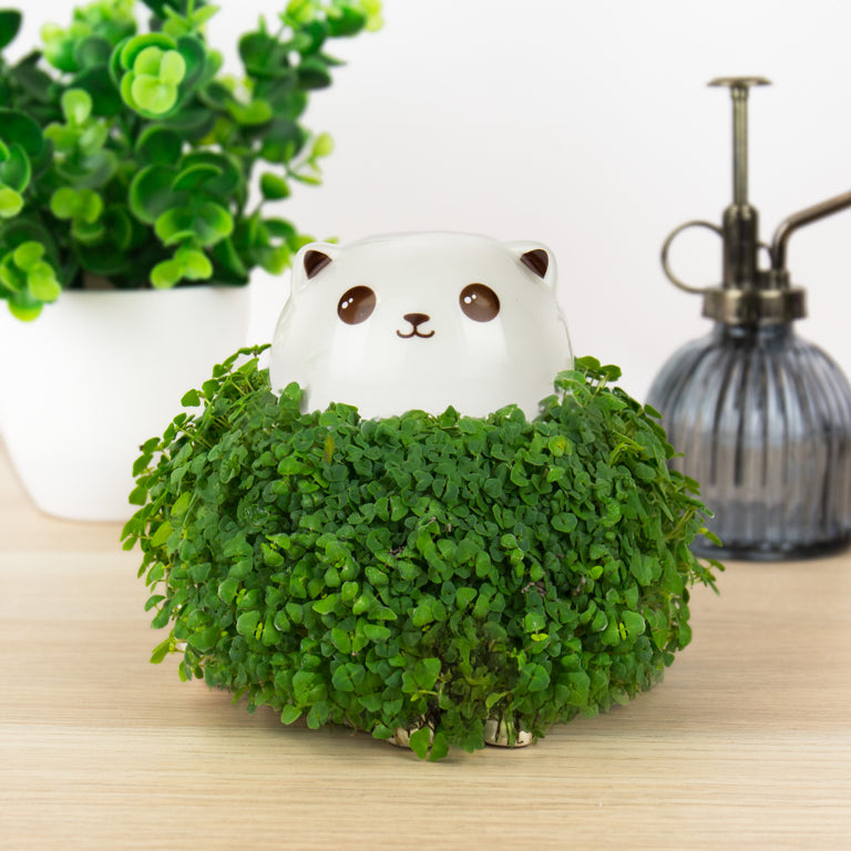 Gift Republic Plantenpot met chiazaden - Kat