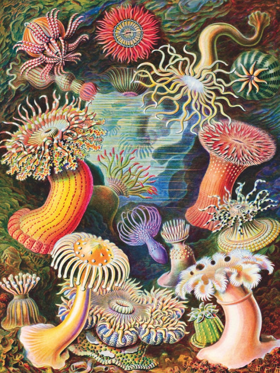 New York Puzzle Company Puzzel Zeeanemonen - 1000 stukjes