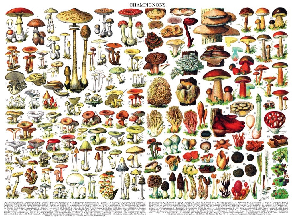 New York Puzzle Company Puzzel Paddenstoelen ~ Champignons - 1000 stukjes