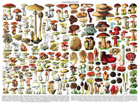 New York Puzzle Company Puzzel Paddenstoelen ~ Champignons - 1000 stukjes
