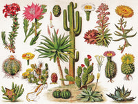 New York Puzzle Company Puzzle Cacti ~ Cactus - 1000 pieces