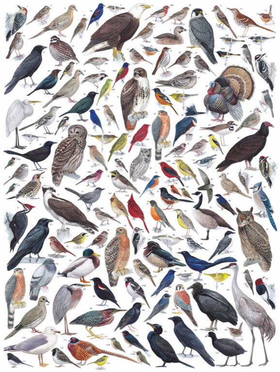 New York Puzzle Company Puzzle Birds of Eastern/Central North America - 1000 Pieces
