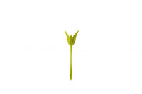 Peleg Design Servethouders Bloom set van 4