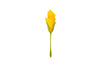 Peleg Design Servethouders Bloom set van 4