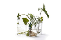 Peleg design Leafriends werkwijze