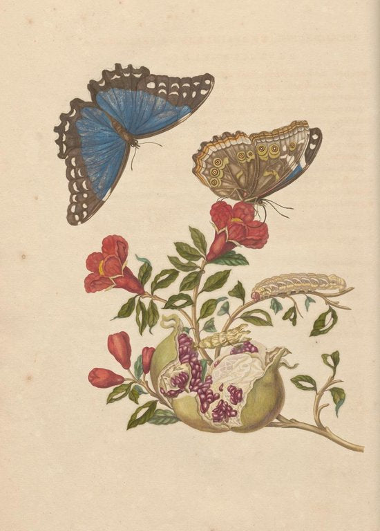 MTDay Postkartenbox Artis Botanische Drucke 50 Stück