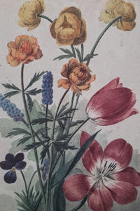 MTDay Postkartenbox Artis Botanische Drucke 50 Stück