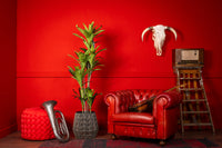 NeverLeafs Agave kunstplant Deluxe 150 cm