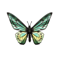 Assembli 3D-puzzel Vlinder Green Birdwing op witte achtergrond