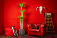 NeverLeafs Kunstplant Yucca 170 cm - Robuuste uitstraling